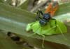 187642 – Photo : Christian Berquer – Mayotte